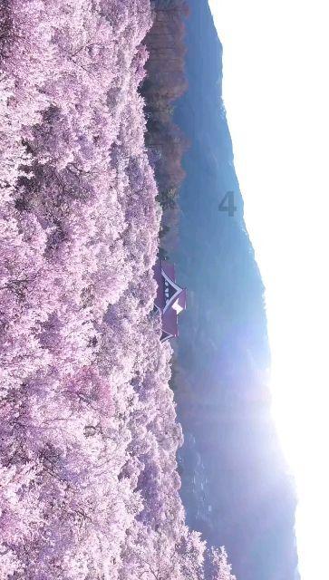 巧虎踢足球终结版